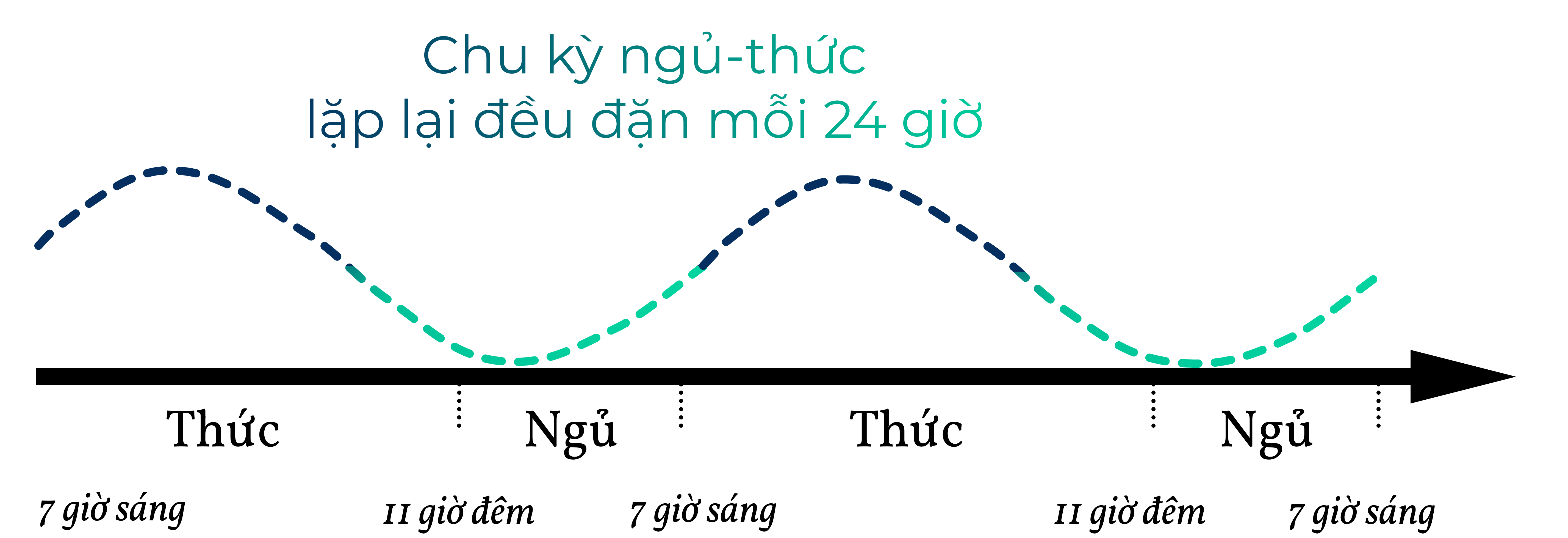 Chu kỳ ngủ thức