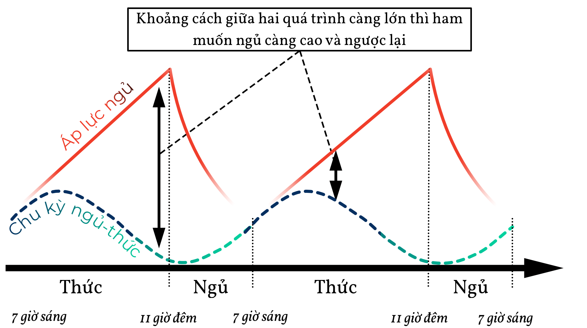 Cơ chế của giấc ngủ