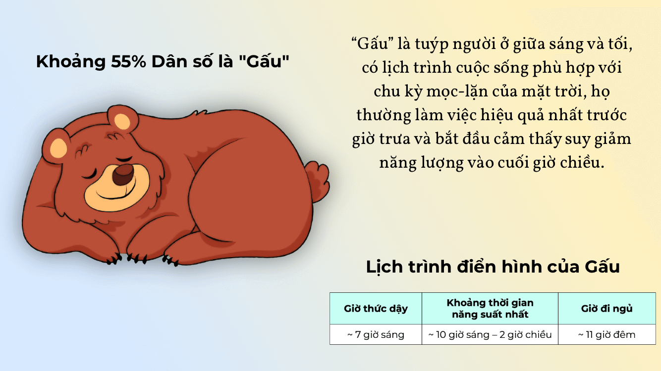 Chronotype là gấu