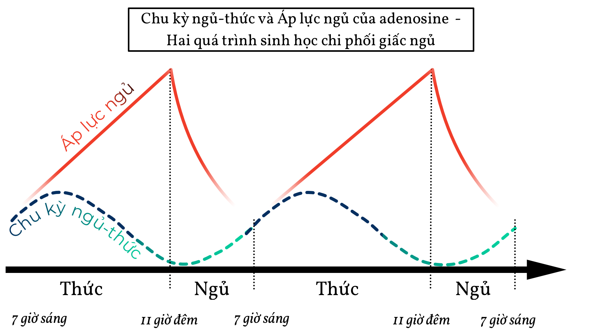 Adenosine chi phối giấc ngủ
