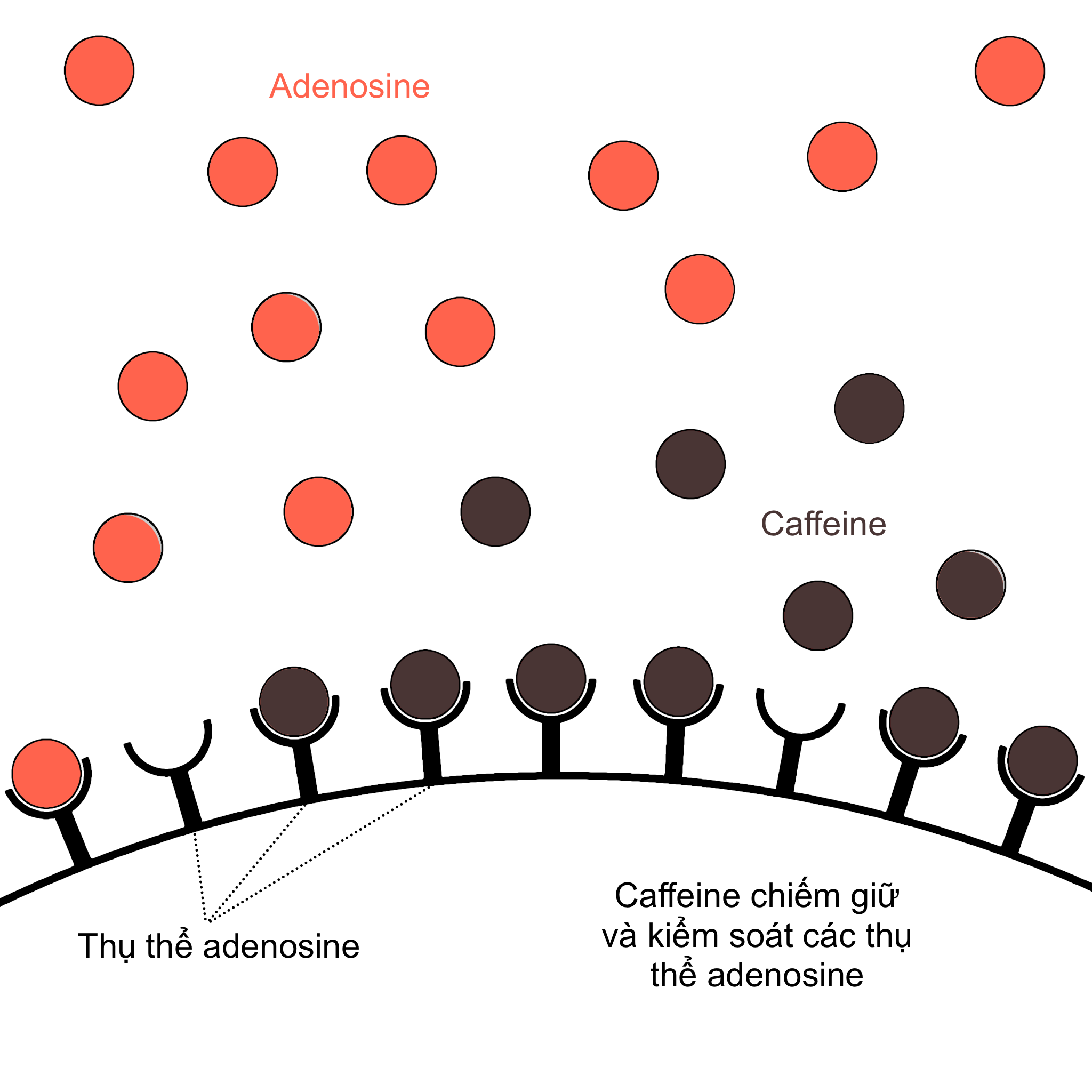 Caffeine và adenosine