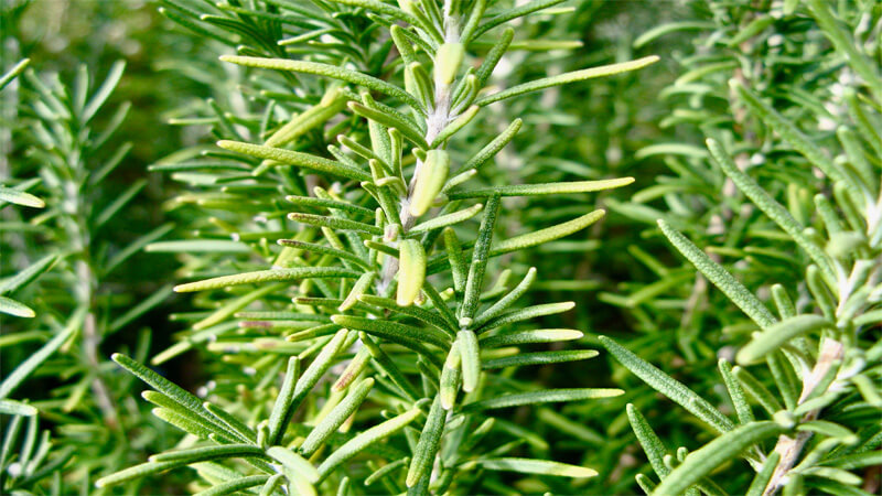 Rosemary