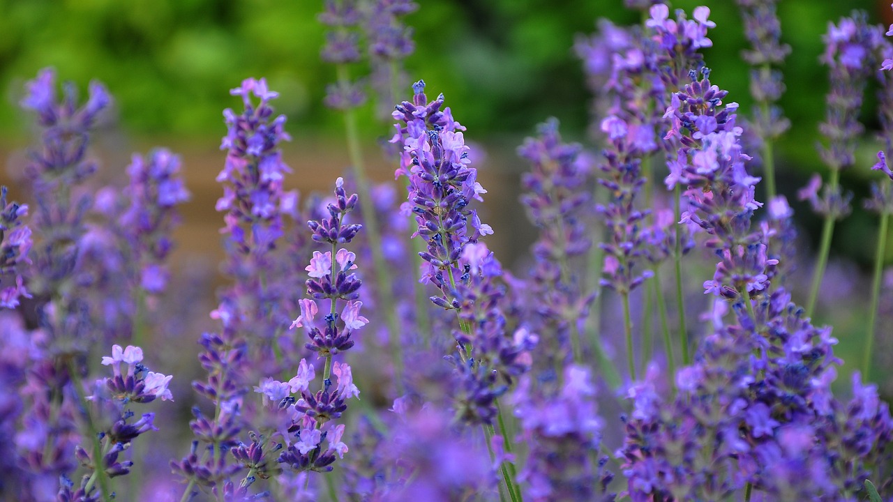 Tinh dầu Lavender