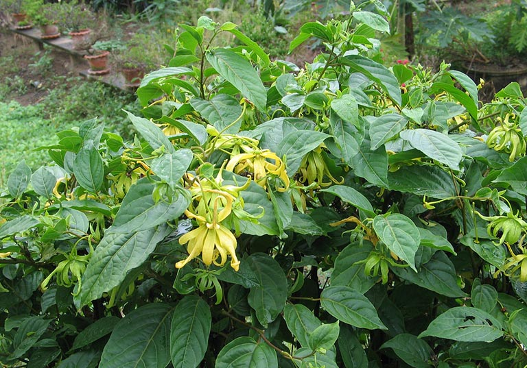 Tinh dầu ngọc lan tây